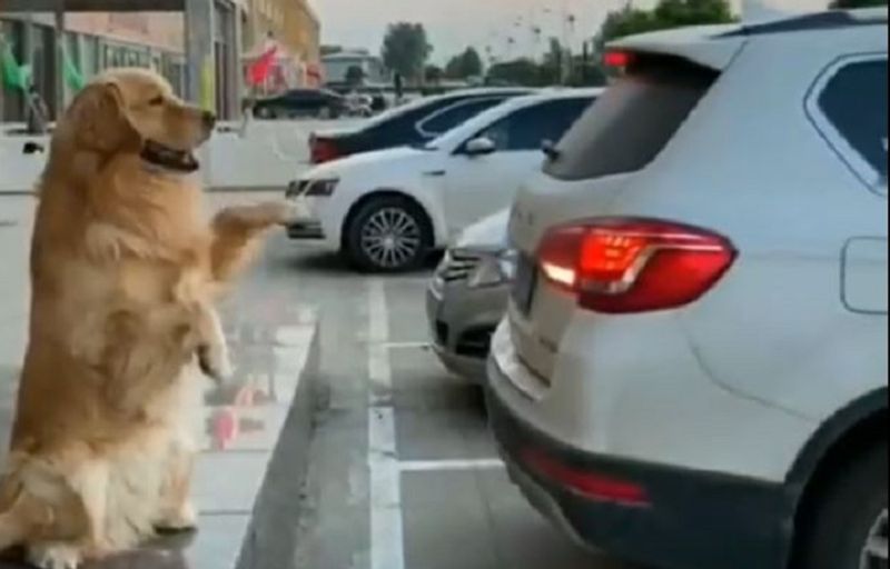 Viral Video Dog helps owner to park car with His Paws And Barking ckm