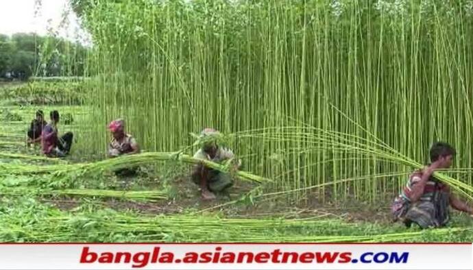 ঘূর্ণিঝড় আসার আগেই পাট চাষীদের হাহাকার,  সরকারের বিরুদ্ধে অভিযোগ দিশেহারা পরিবারদের