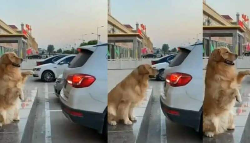 Dog Helps Owner to Park Vehicle Video Goes Viral