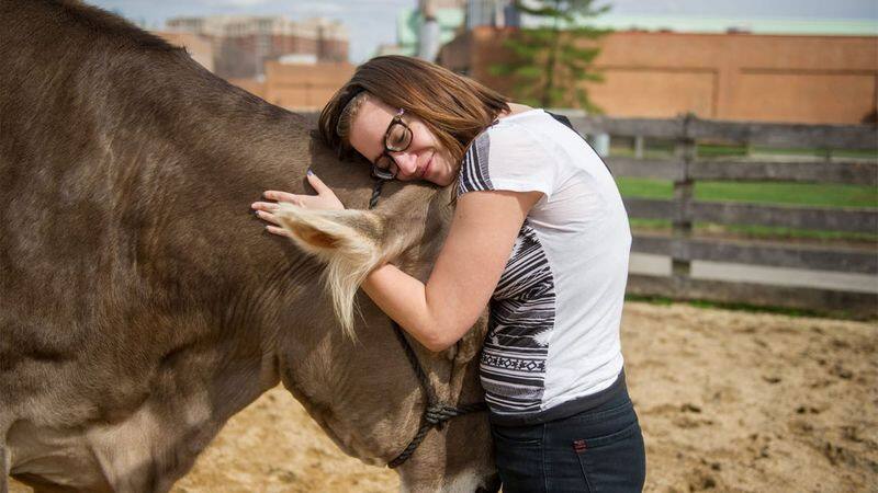 Popular cow Cuddling Therapy in the United States .. 200 rupees per hour ..