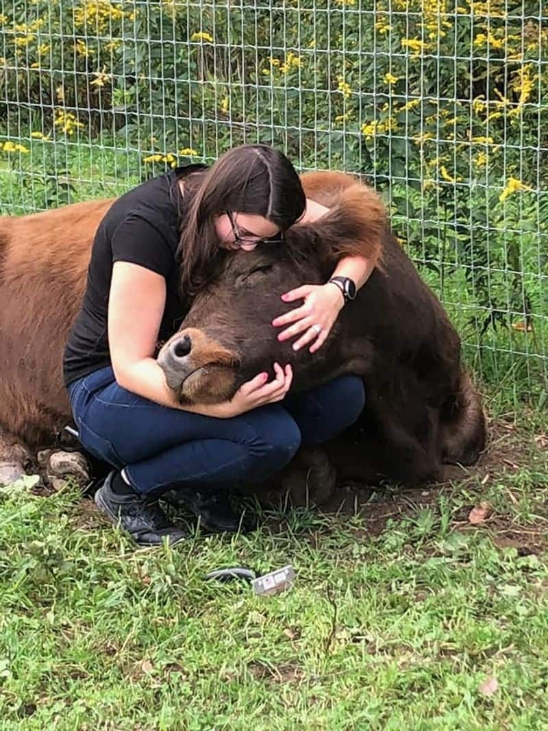 Popular cow Cuddling Therapy in the United States .. 200 rupees per hour ..