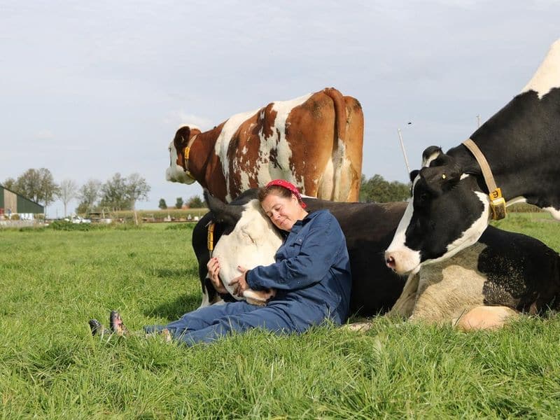 Popular cow Cuddling Therapy in the United States .. 200 rupees per hour ..