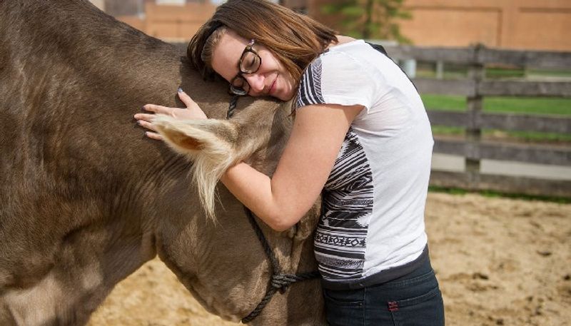 cow cuddling becomes trend in usa during pandemic