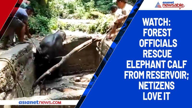 Watch Forest officials rescue elephant calf from reservoir; netizens love it-tgy