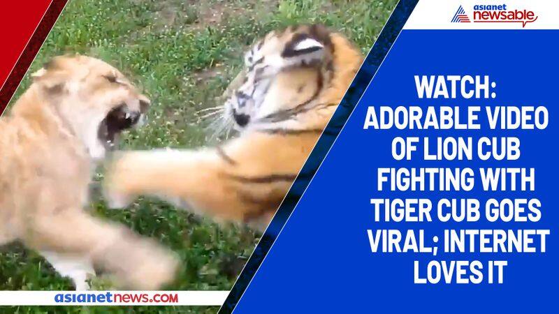 Watch Adorable video of lion cub fighting with tiger cub goes viral; internet loves it-tgy