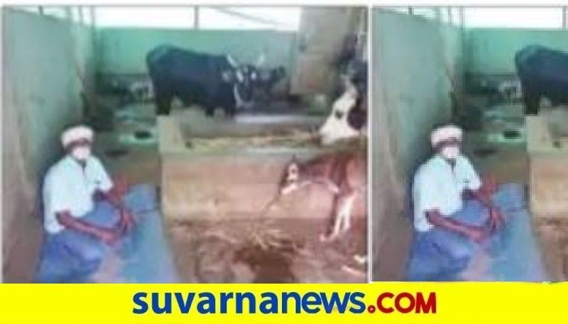 Man Cure from  Covid After  14 Days Quarantine At Cow Shelter in chitradurga   snr