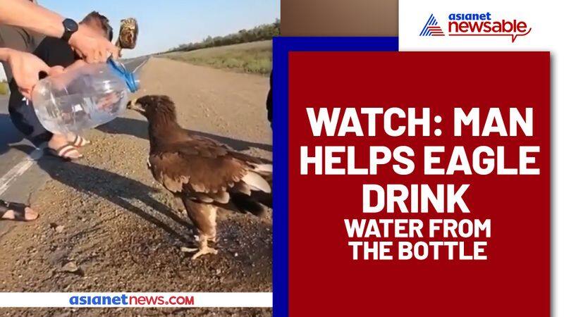 A man helping eagle drink water from bottle goes viral (Watch) - gps