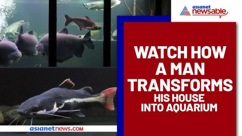 Man who hates TV Spends Over 20,000 to transform his house into a giant Tropical Aquarium - gps