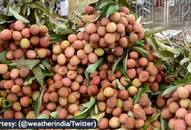 Boosting farmers Boosting farmers Shahi Litchi from Bihar exported to United Kingdom