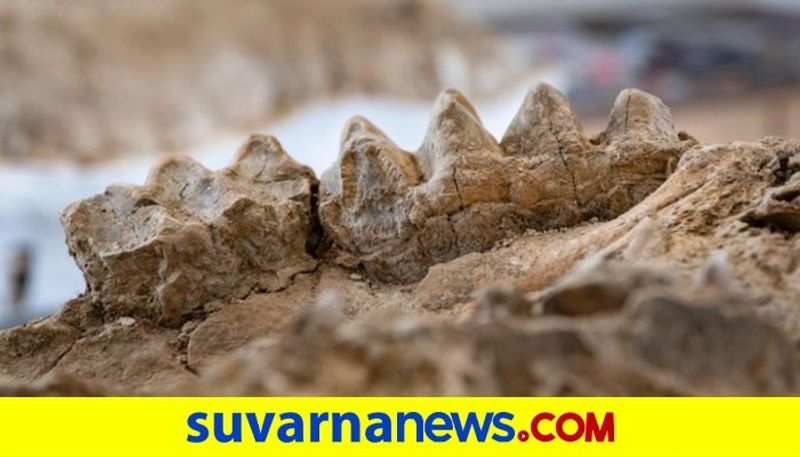 Hundreds of prehistoric fossils found in East Bay dpl