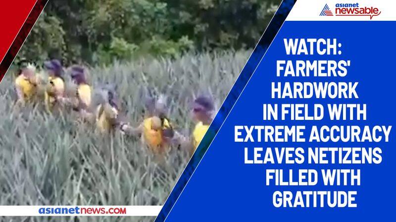 Watch Farmers' hardwork in field with extreme accuracy leaves netizens filled with gratitude-tgy