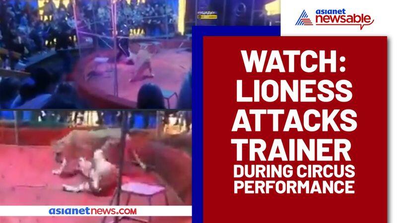 Lioness attacks trainer in front of audience during a circus show; Watch video - gps