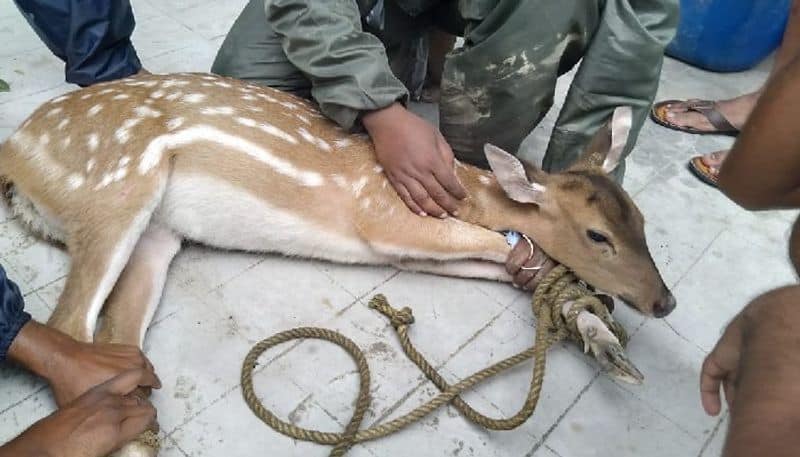 Anepura villagers safeguards deer from street dogs hls