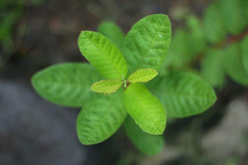 ways to use guava leaves to enhance skin glow rsl 