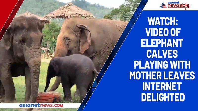 Watch Video of elephant calves playing with mother leaves internet delighted-tgy