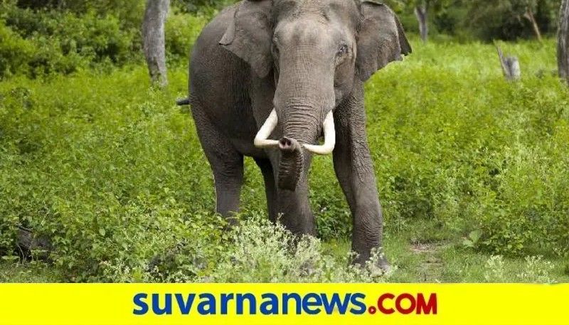 Man killed in elephant attack in kodagu snr