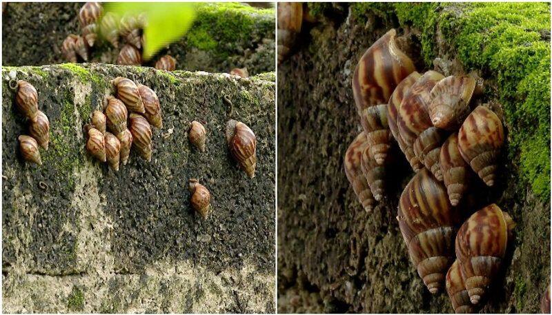 People facing problem of  Giant African Snail  in Udupi gow