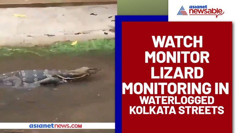 Monitor lizard crawling in waterlogged Kolkata streets goes viral after Cyclone Yaas - gps