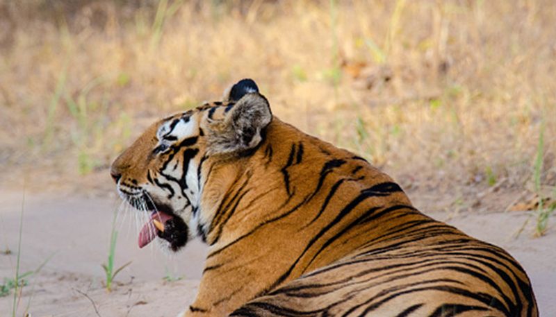 Bangladesh arrests suspect believed to have killed 70 tigers pod