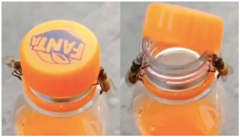 Two Bees Work Together To Open A Bottle In Jaw Dropping Clip