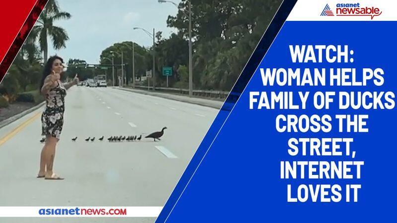 Watch Woman helps family of ducks cross the street, internet loves it-tgy