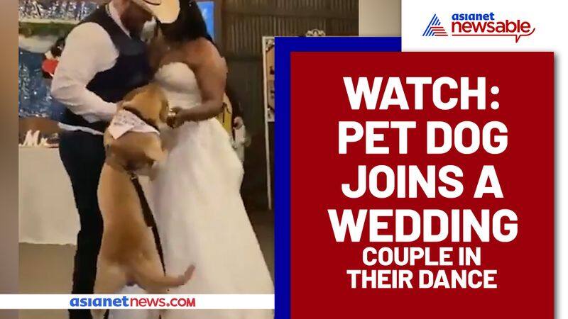 Doggo Dances With Couple On Their Wedding Day; Watch Video - gps