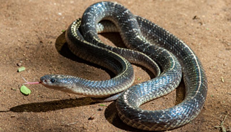 Snake Found Under Bike Seat at Talikoti in Vijayapura grg