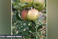 Himachal Pradesh Farmer develops apples that dont require long chilling hours  for  flowering,  fruit setting