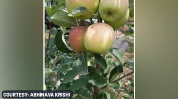 Himachal Pradesh Farmer develops apples that dont require long chilling hours  for  flowering,  fruit setting