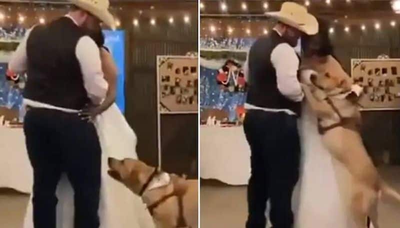 video of Pet dog dances with couple on wedding day