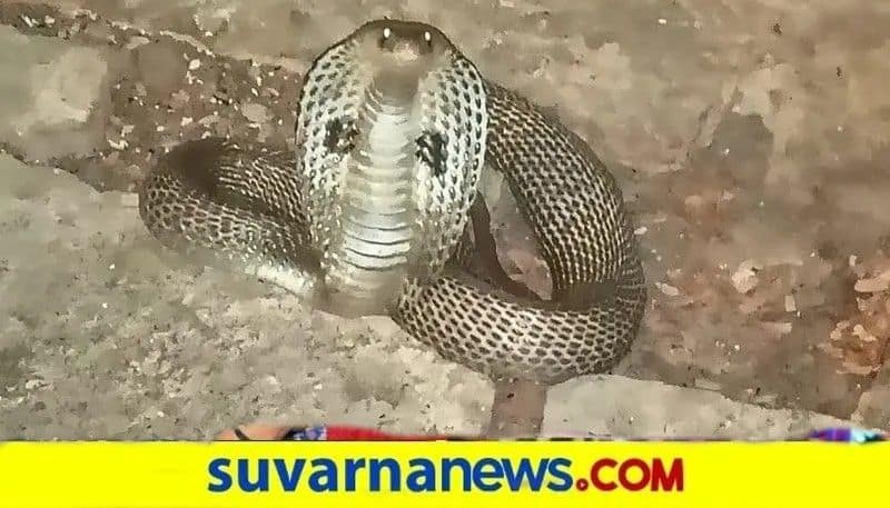 Three Woman Dies due to Snake Bite at Kadur in Chikkamagaluru grg