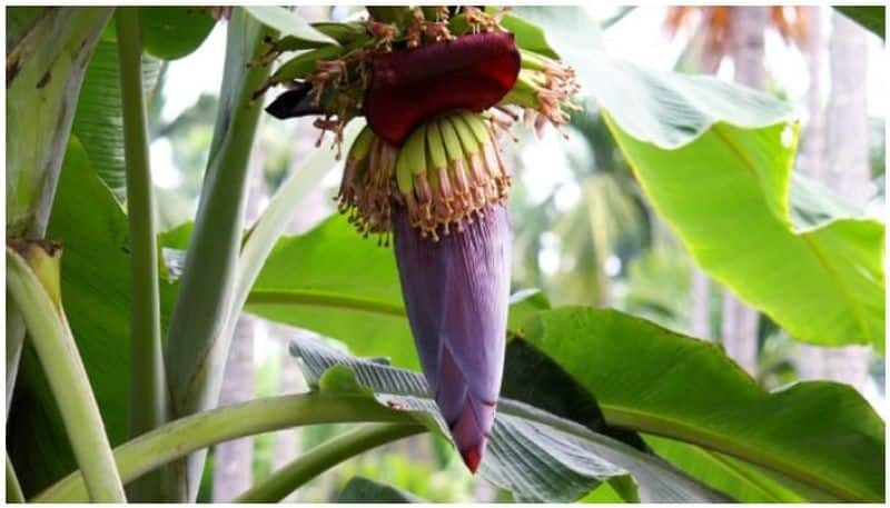 health benefits of banana flower