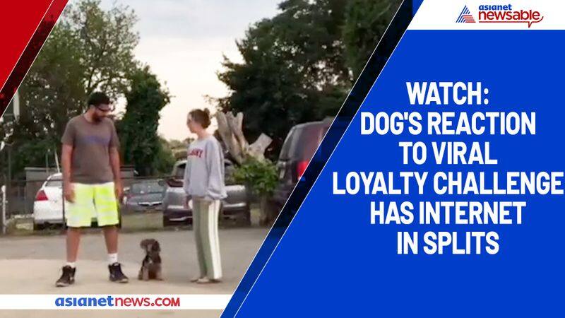 Watch Dog's reaction to viral loyalty challenge has internet in splits-tgy