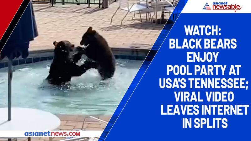 Watch Black bears enjoy pool party at USA's Tennessee; viral video leaves internet in splits-tgy