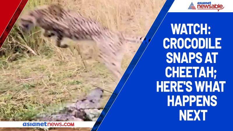 Watch Crocodile snaps at cheetah; here's what happens next-tgy