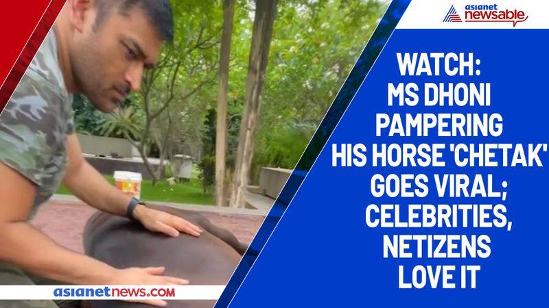 Watch MS Dhoni pampering his horse 'Chetak' goes viral; celebrities, netizens love it-tgy