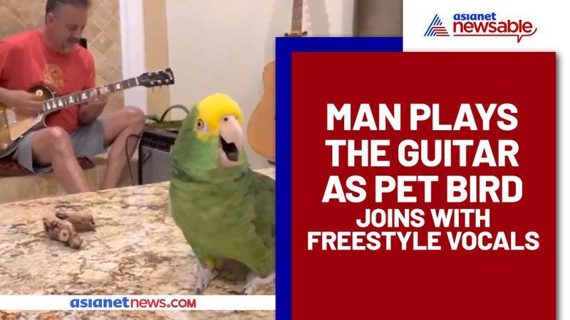 Parrot Sings Freestyle Vocals with a Man Who Plays Guitar, Watch Heartwarming Video - gps