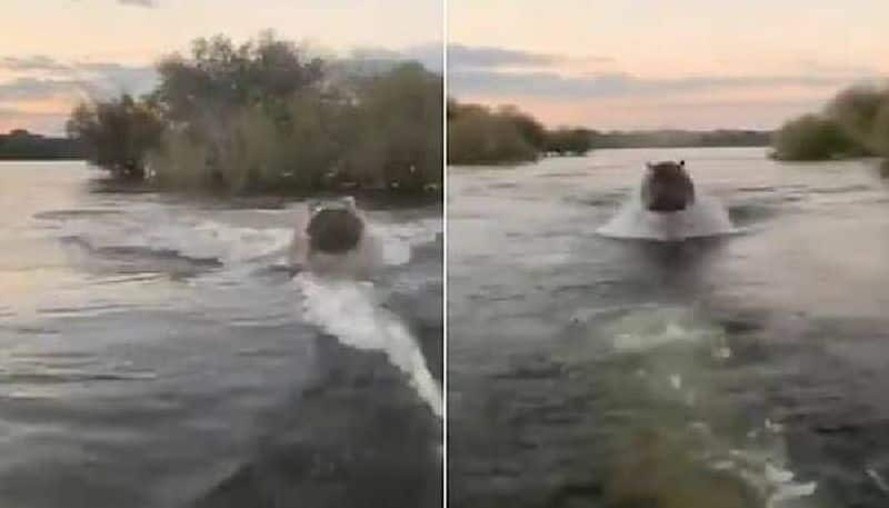 hippo chases speedboat video goes viral