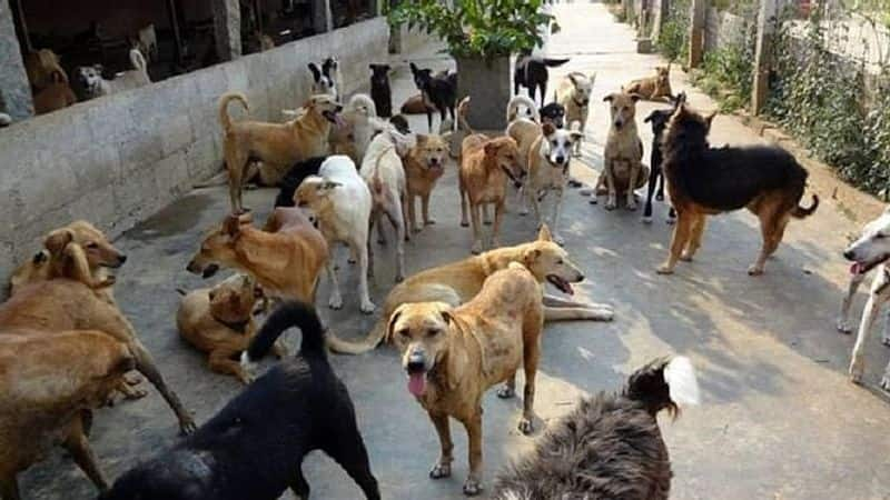 sandalwood stars demands punishment for  stray dogs buried in bhadravathi  snr