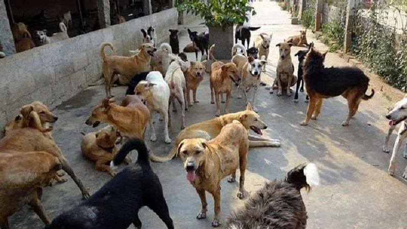 Twelve year old boy mauled to death by stray dogs in Hyderabad