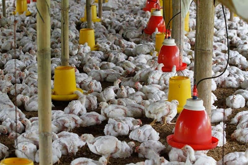 Australia reports first human case of bird flu, says child was infected in India AJR