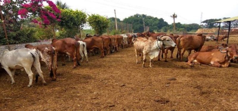 Cow Protection at Slaughterhouse in Kalaburagi grg