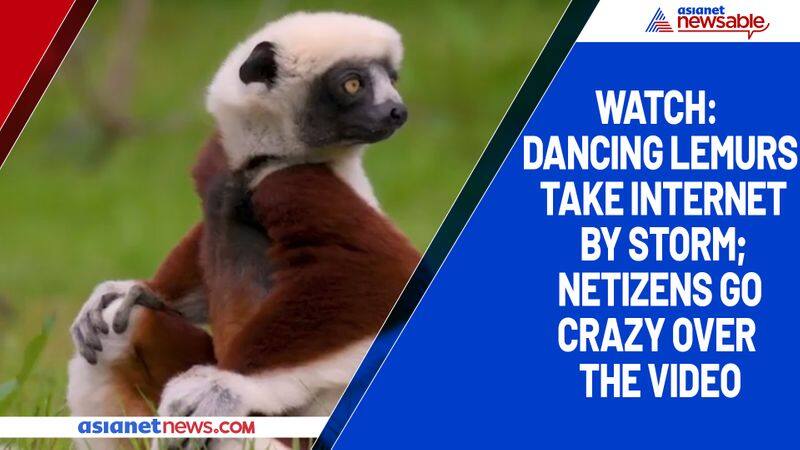 Watch Dancing lemurs take internet by storm; netizens go crazy over the video-tgy