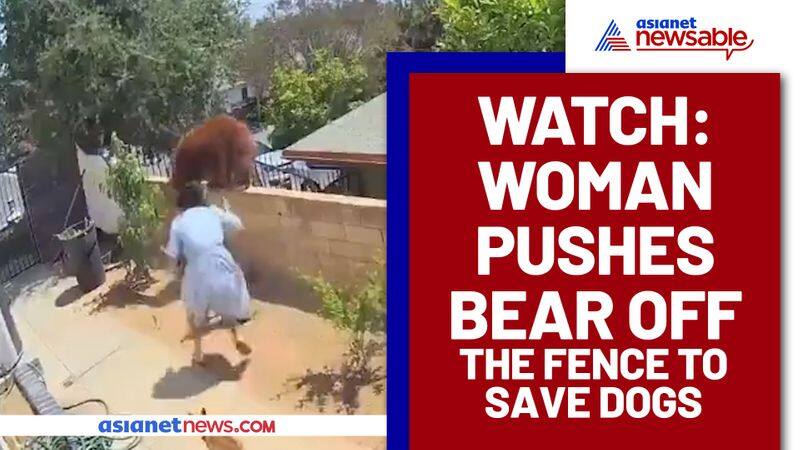 Woman saves her dogs by pushing bear off the fence; Watch Video - gps