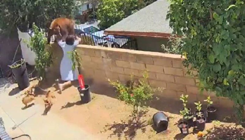 Video Shows Teen Pushing Bear Off Wall To Save Her Dogs