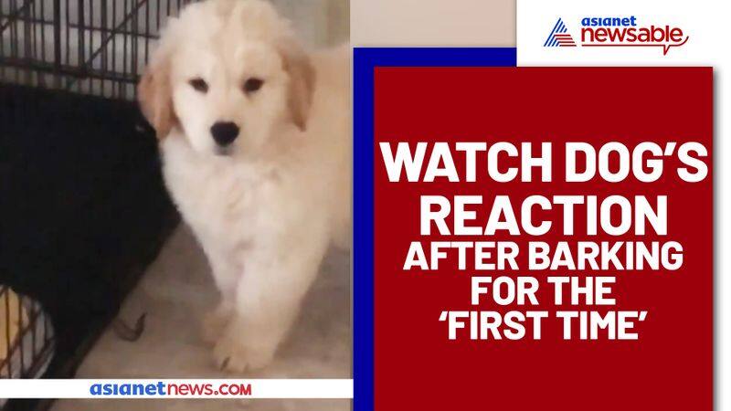 Dogs response after barking for the 'first time' will make your day - gps