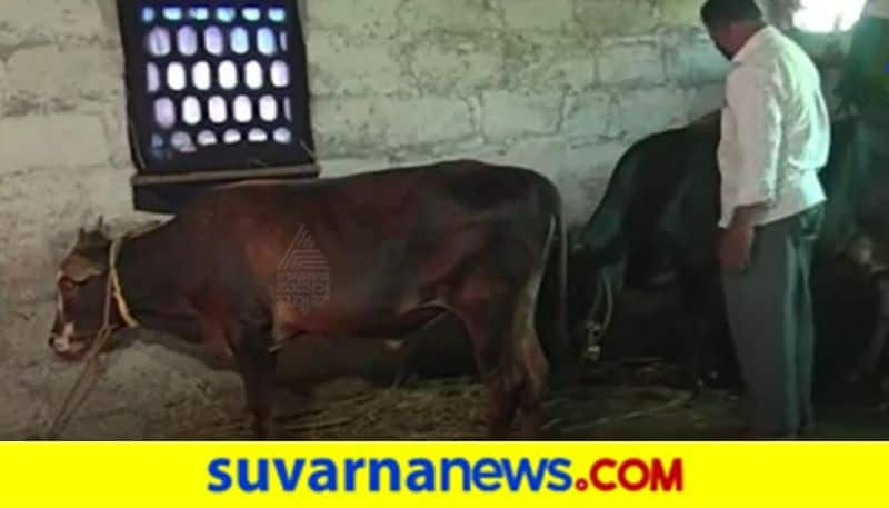 Farmers Pour Milk To Plants in Chikkamagaluru hls