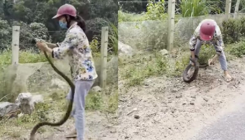 woman catches huge snake with bare hands