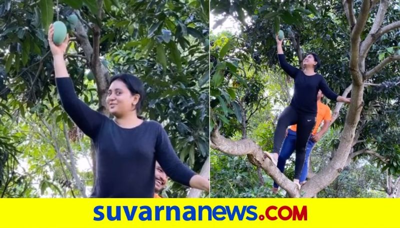 Sandalwood actress Amulya climbs Mango tree with Husband dpl