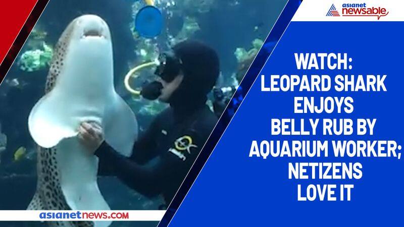 Watch Leopard Shark enjoys belly rub by aquarium worker; netizens love it-tgy